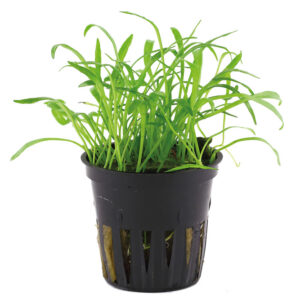 Lilaeopsis brasiliensis