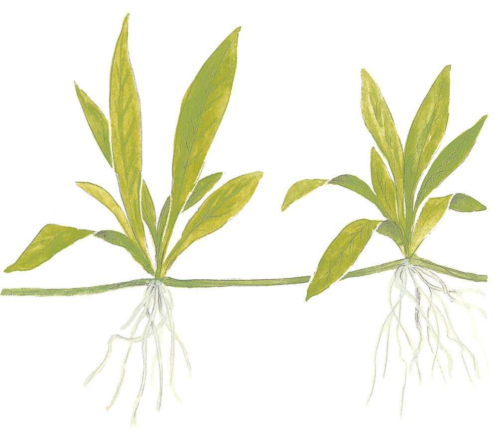 Helanthium bolivianum 'Quadricostatus' – Ansicht 6