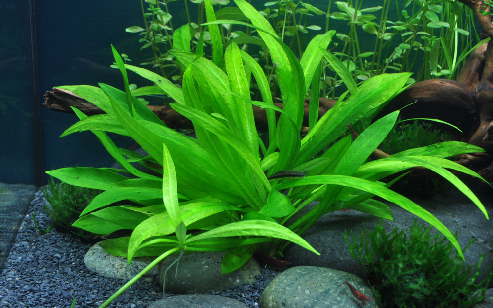 Helanthium bolivianum 'Quadricostatus' – Ansicht 3