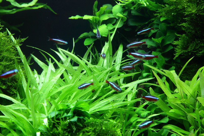 Helanthium bolivianum 'Quadricostatus' – Ansicht 4