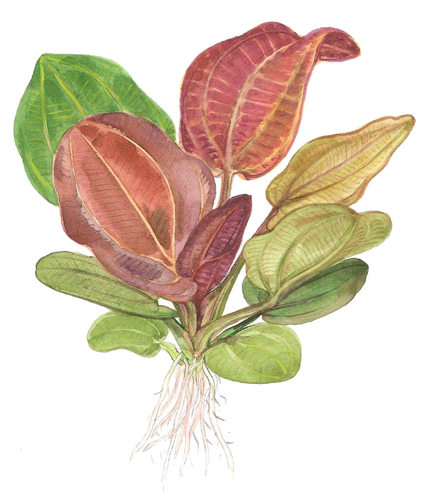 Echinodorus „Reni“ – Ansicht 4