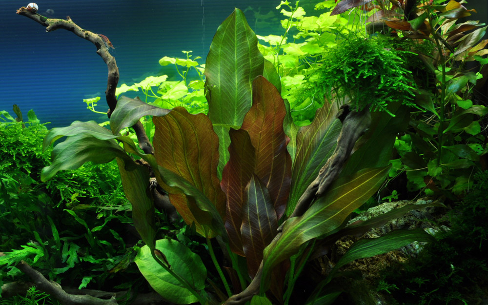 Echinodorus „Reni“ – Ansicht 3