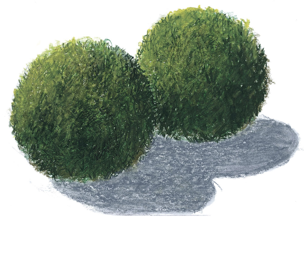 Mooskugel (Aegagropila linnaei) – Ansicht 4