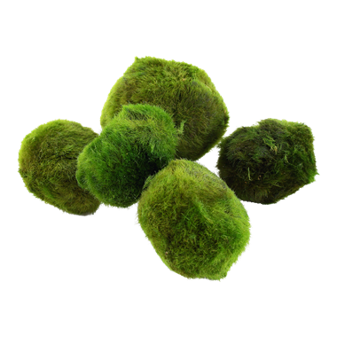 Mooskugel (Aegagropila linnaei) – Ansicht 2