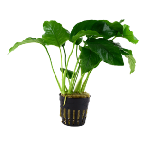 Anubias barteri var. barteri