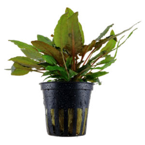 Cryptocoryne wendtii 'Tropica' mit grünen, kräftigen Blättern im Aquarium, als mittel- bis hintergrundgewachsene Pflanze
