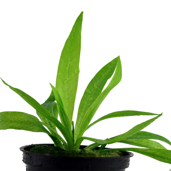 Helanthium bolivianum 'Quadricostatus' – Ansicht 2