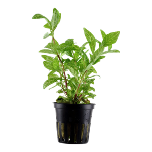 Hygrophila polysperma 'Rosanervig' mit auffälligen rosa-weißen Adern auf den Blättern, wächst im Aquarium als dekorative Hintergrundpflanze.