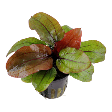 Echinodorus „Reni“ – Ansicht 2