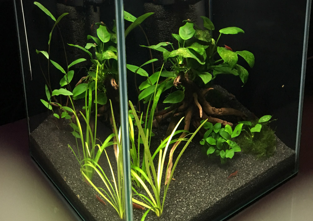 Bepflanztes Aquarium mit Schwertpflanzen