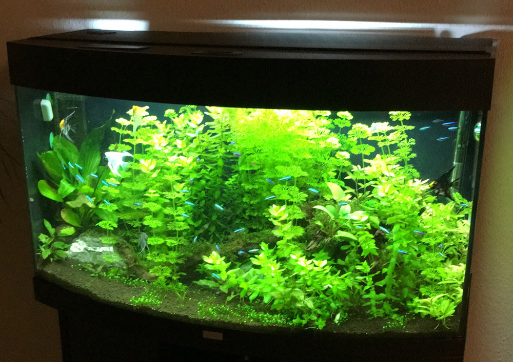 Dicht bepflanztes Aquarium mit Stängelpflanzen