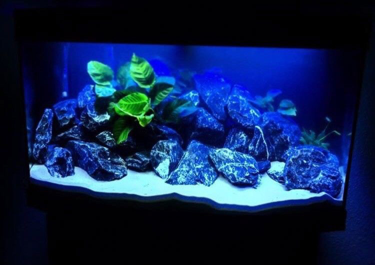 Aquarium mit Steinaufbau und blauer Beleuchtung