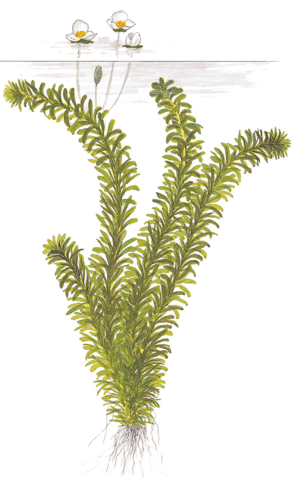 Egeria densa – Ansicht 3