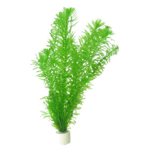 Egeria densa