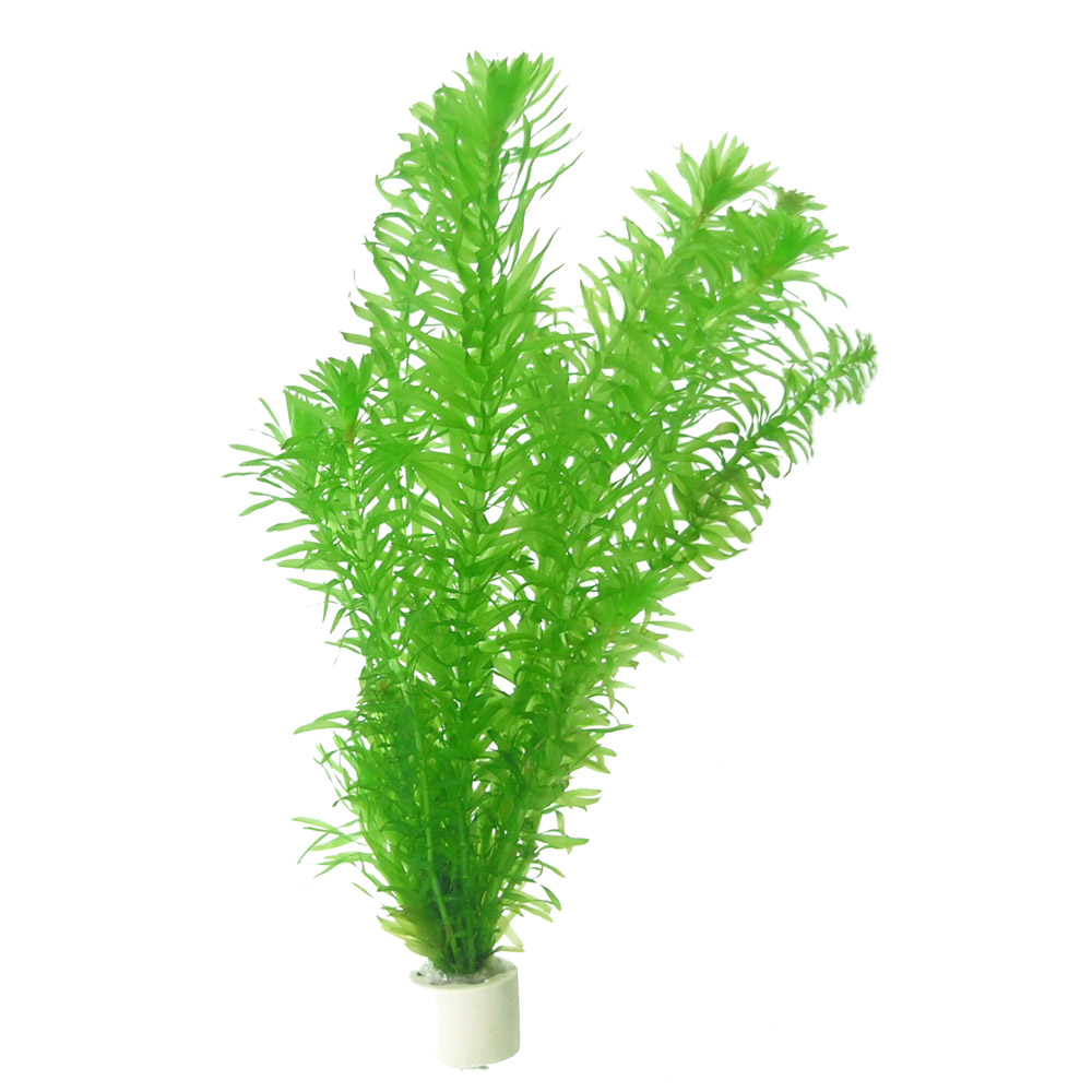 Egeria densa