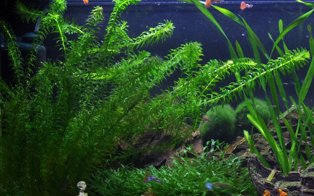 Egeria densa – Ansicht 2