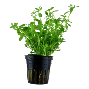 Bacopa monnieri 'Compact' Aquarienpflanze im Vordergrund eines Aquariums mit buschigem, kompaktem Wuchs und grünen Blättern