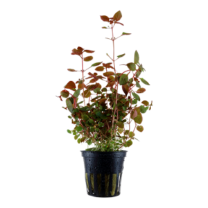 Ludwigia palustris 'Super Red'