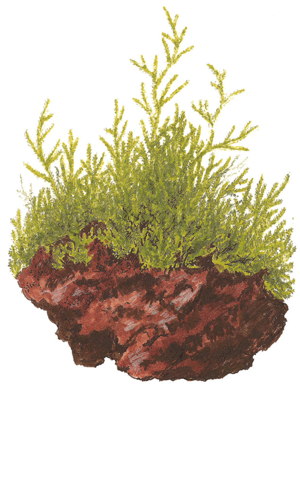 Taxiphyllum barbieri – Ansicht 4