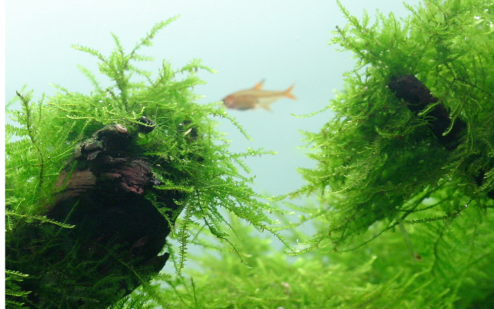 Taxiphyllum barbieri – Ansicht 3