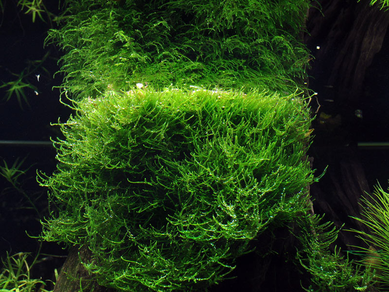 Taxiphyllum barbieri – Ansicht 2