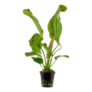 Echinodorus „Ozelot Green“