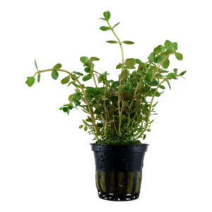 Rotala rotundifolia