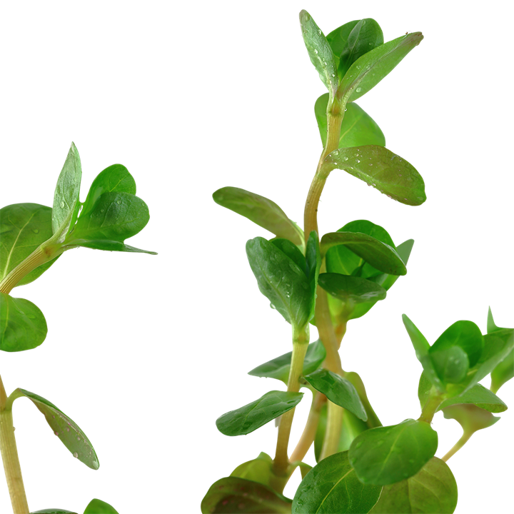 Rotala rotundifolia – Ansicht 2