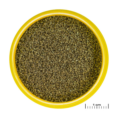 JBL PRONOVO DANIO GRANO XS – Ansicht 3