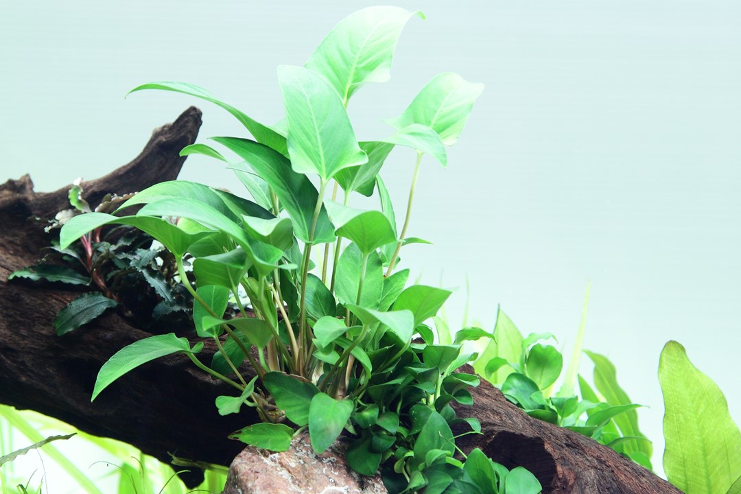 Anubias gracilis – Ansicht 3