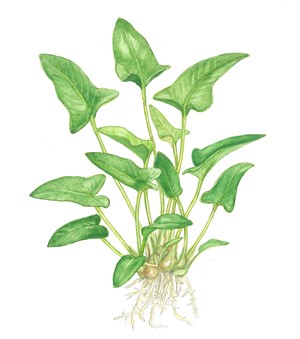 Anubias gracilis – Ansicht 4
