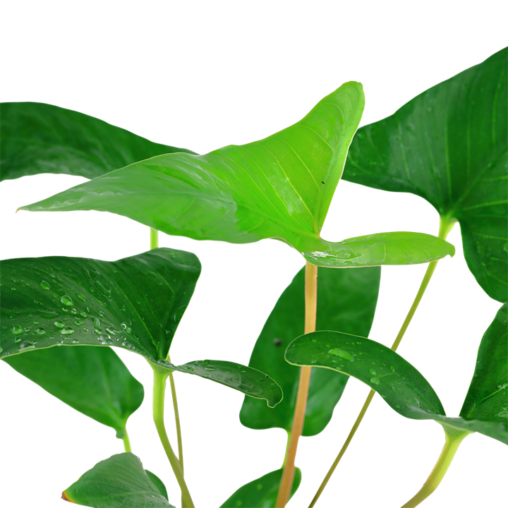 Anubias gracilis – Ansicht 2