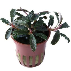 Bucephalandra 'Kedagang' Aquarienpflanze mit dunklen, glänzenden Blättern und kompaktem Wuchs, ideal für Aufsitzerflächen und als Solitärpflanze in Aquarien.