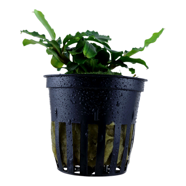 Bucephalandra pygmaea 'Bukit Kelam' Aquarienpflanze mit kleinen, dunkelgrünen bis bläulich-grünen Blättern, ideal für Aufsitzerflächen und Aquarien im Nano-Format.