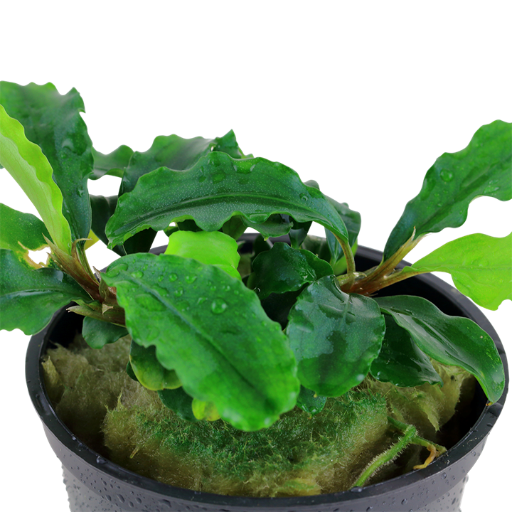 Bucephalandra pygmaea 'Bukit Kelam' – Ansicht 2