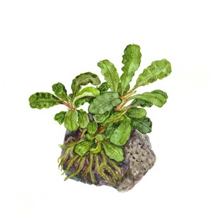Bucephalandra pygmaea 'Bukit Kelam' – Ansicht 3