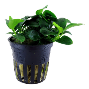 Anubias barteri 'Petite' Aquarienpflanze mit kleinen, dunkelgrünen Blättern und kompaktem Wuchs, ideal für Aufsitzerflächen und Nano-Aquarien.