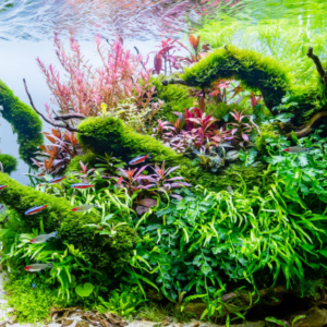 B-Ware Aquarienpflanze im Topf, gesund mit weniger Blättern oder kleinerer Größe, ideal für kostengünstige Aquariengestaltung.
