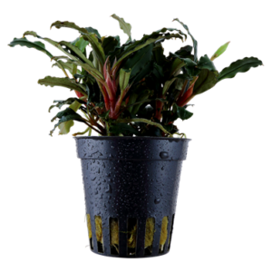 Bucephalandra sp. 'Red' Aquarienpflanze mit roten, glänzenden Blättern und kompaktem Wuchs, ideal für Aufsitzerflächen und kleinere Aquarien.