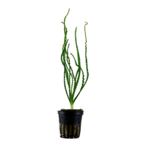 Crinum calamistratum