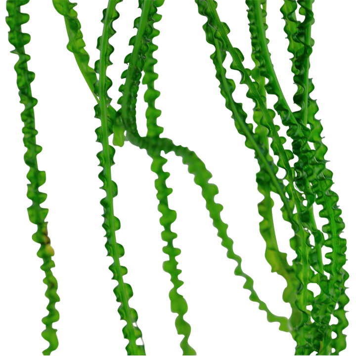 Crinum calamistratum – Ansicht 2