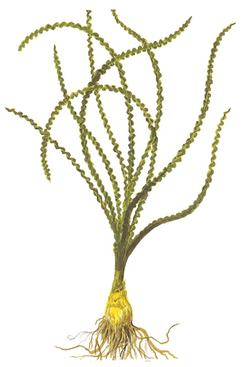 Crinum calamistratum – Ansicht 5