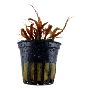 Cryptocoryne albida 'Brown' Aquarienpflanze mit braunen, lanzettlichen Blättern, ideal für den Mittel- und Hintergrund in Süßwasseraquarien.