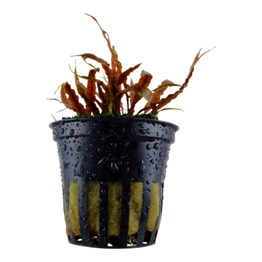 Cryptocoryne albida 'Brown' Aquarienpflanze mit braunen, lanzettlichen Blättern, ideal für den Mittel- und Hintergrund in Süßwasseraquarien.