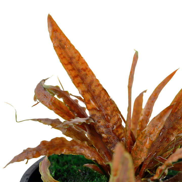 Cryptocoryne albida 'Brown' – Ansicht 2