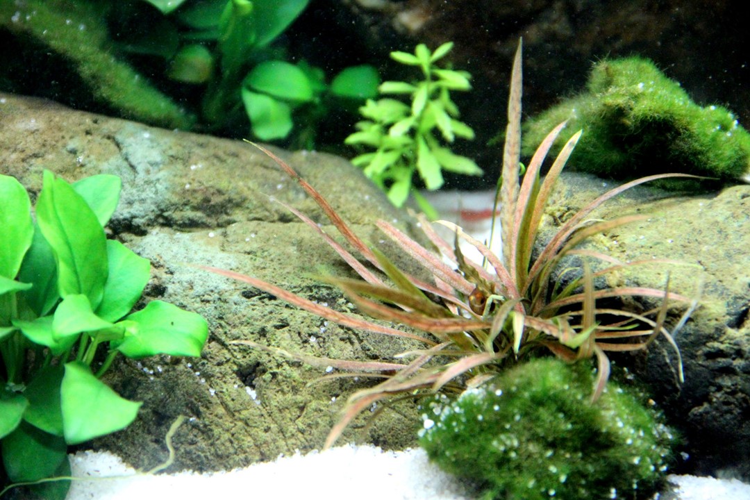 Cryptocoryne albida 'Brown' – Ansicht 3