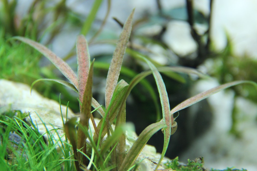 Cryptocoryne albida 'Brown' – Ansicht 4