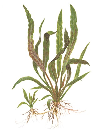 Cryptocoryne albida 'Brown' – Ansicht 5
