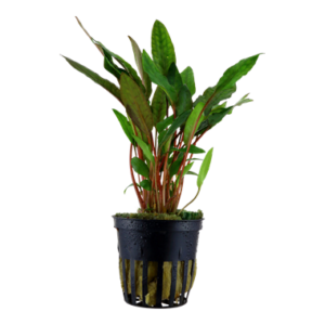 Cryptocoryne beckettii 'Petchii' Aquarienpflanze mit hellgrünen, lanzettlichen Blättern, ideal für den Vordergrund und Mittelgrund in Süßwasseraquarien.