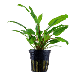 Cryptocoryne wendtii 'Green' Aquarienpflanze mit kräftig grünen, langen Blättern, ideal für den Vordergrund und Mittelgrund in Süßwasseraquarien.